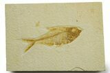 Detailed Fossil Fish (Diplomystus) - Wyoming #363905-1